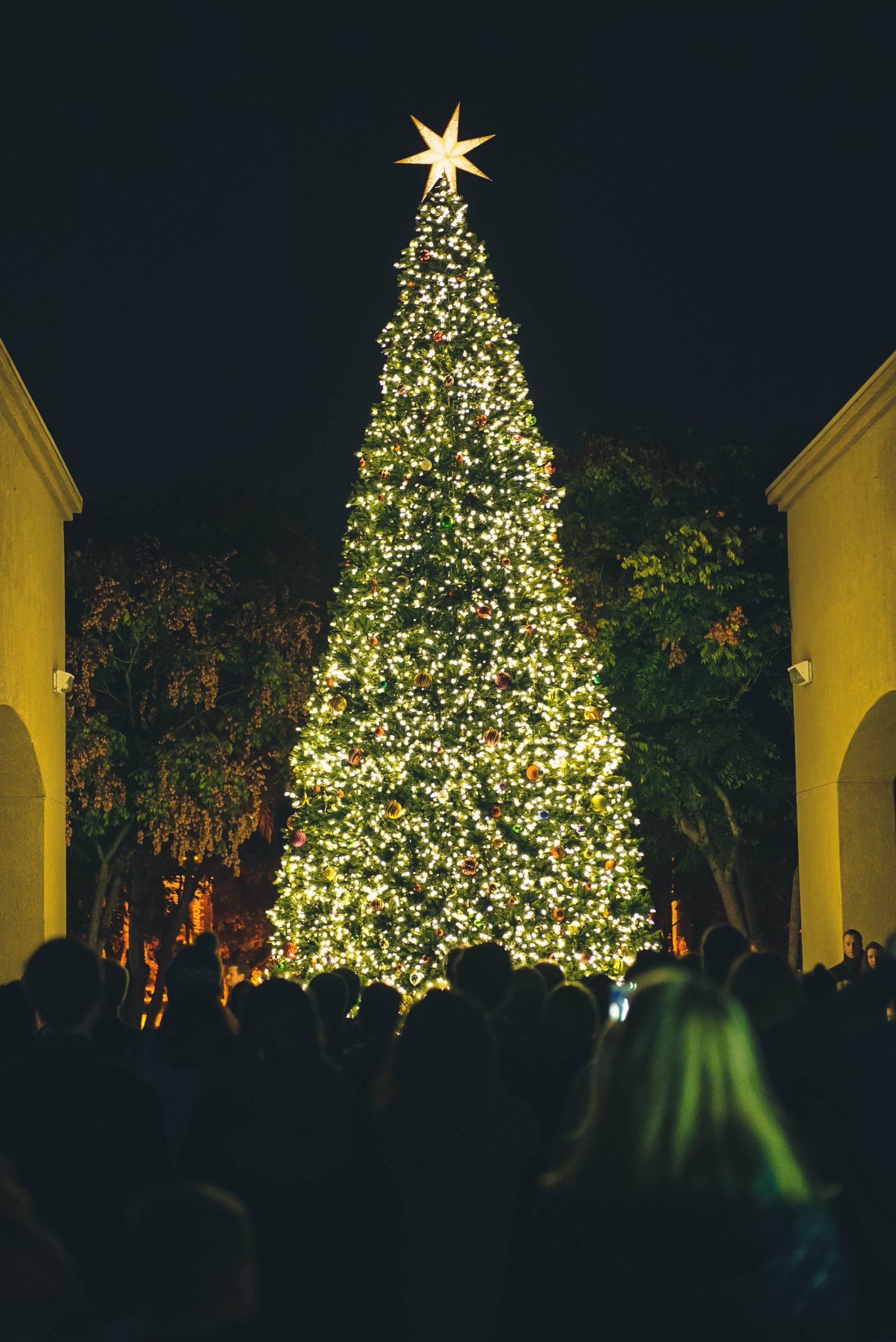 image of lit christmas tree at night  | oregon portable toilet rentals vancouver salem portland