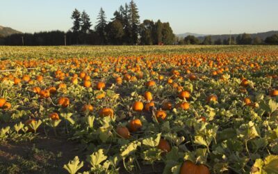 Supporting Oregon’s Fall Harvest with Reliable Farm Porta-Potty Rentals